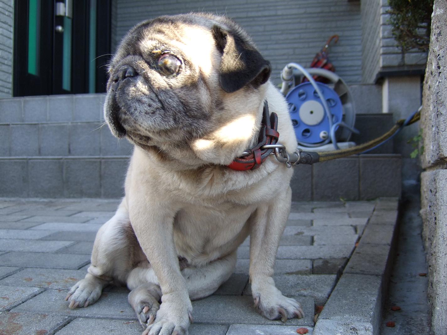 闘犬「ピコ号」