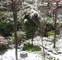 名古屋市瑞穂区裏庭の雪　生パスタとラザニアだわ　チネッて 2014/02/08 09:16:16