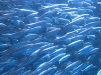 行けば　な～んだの名港水族館　　母さんは１１回目の路上 2014/07/06 14:39:31