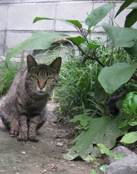 母猫は自分の子猫を見せてでもエサを要求する逞しさだわ 2015/07/04 16:48:07