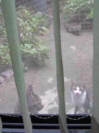 猫でもオレオレ詐欺みたいなもん、豊田商事事件かもしれん 2015/10/09 19:04:38