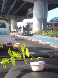 路上運転１０回目車庫入れ　庭のミントは芳香剤だわ 2014/06/29 11:54:52